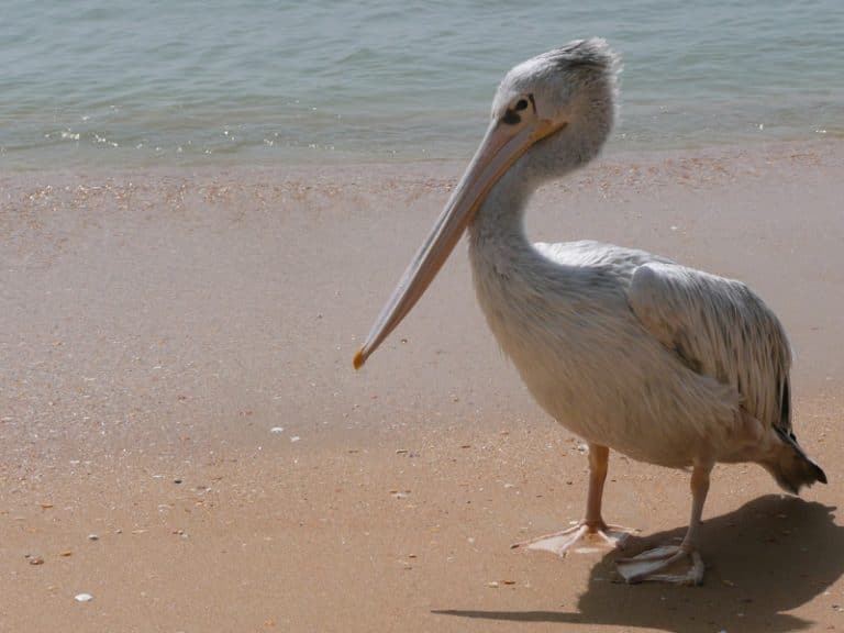 Un pélican sur le sable mouillé