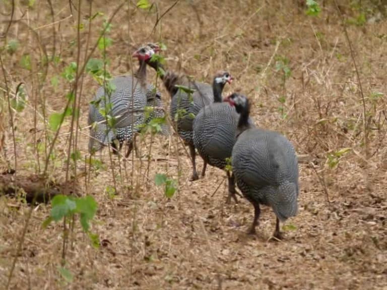 Pintades sauvages dans les herbes sèches