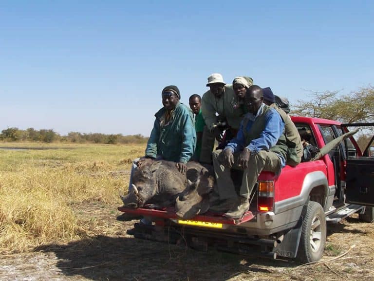 Retour de chasse : pisteurs et phacochère à l’arrière du 4x4